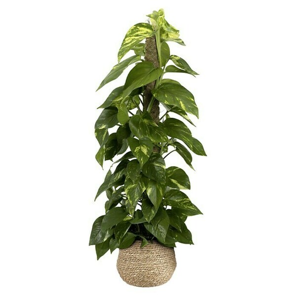 Bild 3 von Mica Decorations Pflanzkorb Jorck