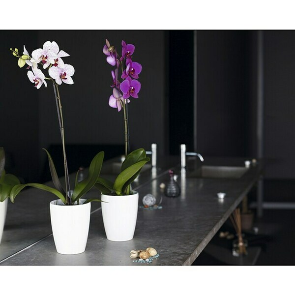 Bild 4 von Artevasi Orchideentopf Fiji