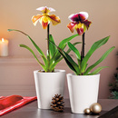 Bild 1 von Orchidee Frauenschuh "Paphiopedilum"