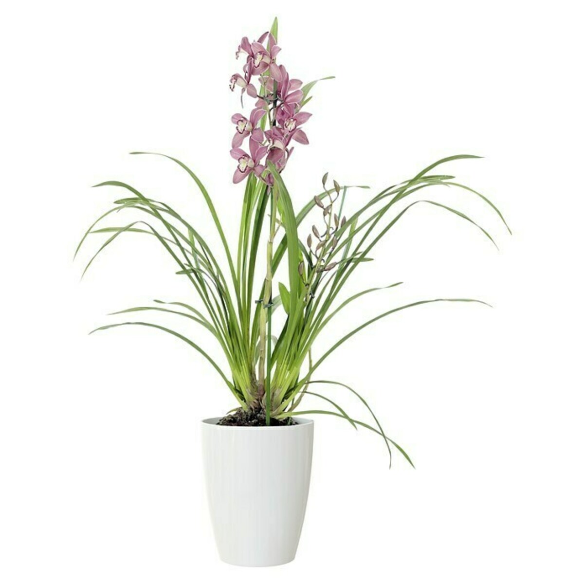 Bild 2 von Artevasi Orchideentopf Fiji
