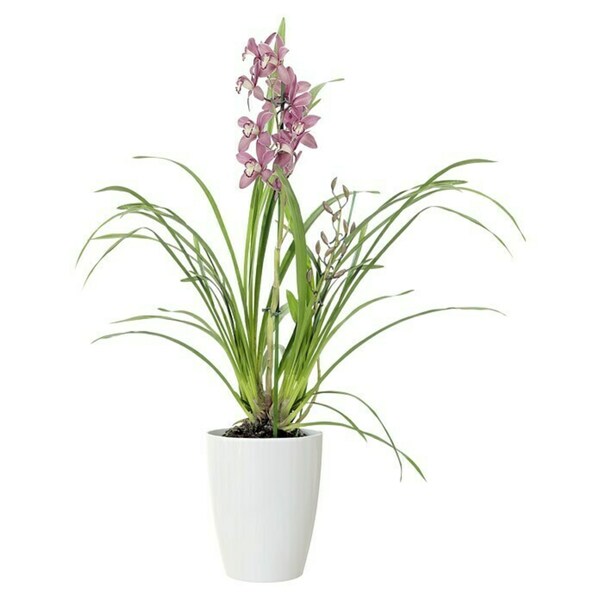 Bild 2 von Artevasi Orchideentopf Fiji