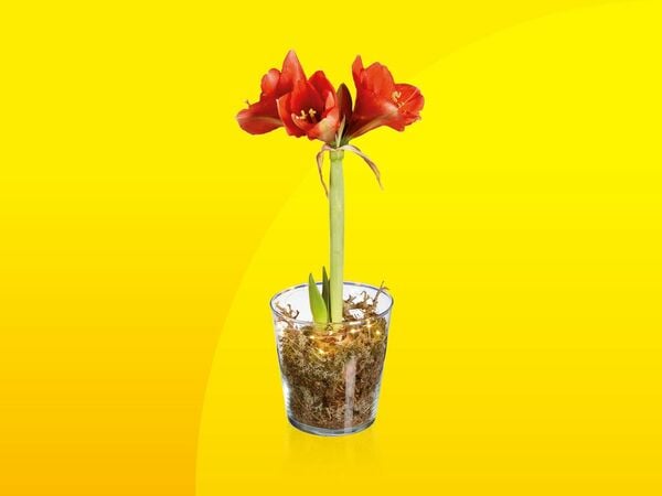 Bild 1 von Amaryllis im Glas, 
         Glas