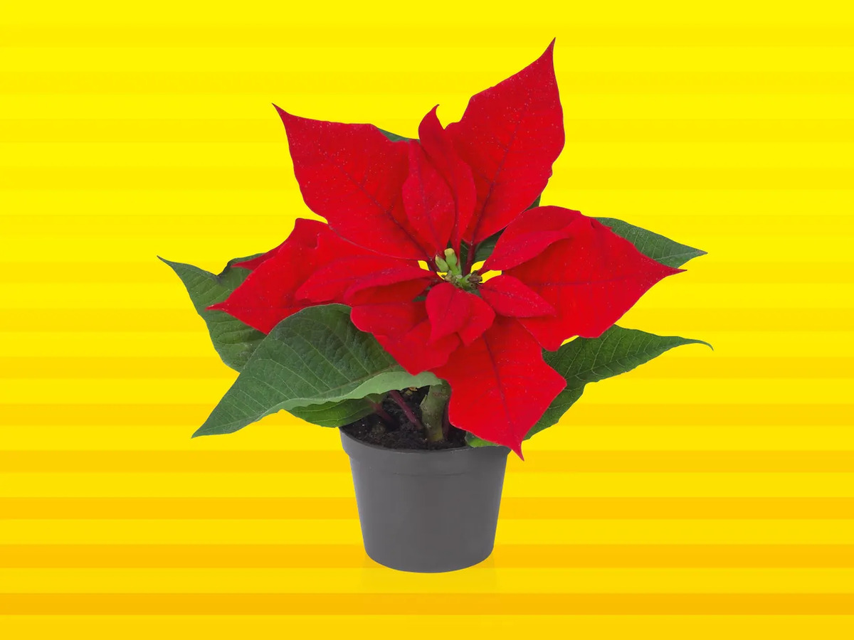 51+ Weihnachtsstern Kaufen Lidl, Jetzt für 19,99 euro blumenstrauß
