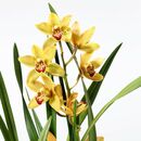 Bild 4 von CYMBIDIUM  Pflanze, Orchidee versch. Farben 12 cm