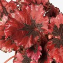 Bild 4 von BEGONIA  Pflanze, Begonie/versch. Arten 12 cm