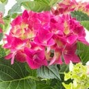 Bild 4 von HYDRANGEA  Pflanze, Hortensie/versch. Farben 19 cm