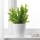 Bild 2 von ASPLENIUM 'CRISPY WAVE'  Pflanze 12 cm