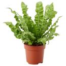 Bild 1 von ASPLENIUM 'CRISPY WAVE'  Pflanze 12 cm