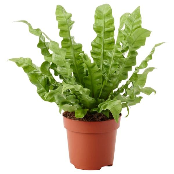 Bild 1 von ASPLENIUM 'CRISPY WAVE'  Pflanze 12 cm