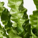 Bild 3 von ASPLENIUM 'CRISPY WAVE'  Pflanze 12 cm