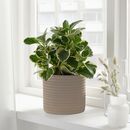 Bild 2 von KRYPTUJA  Übertopf, grau/beige 12 cm