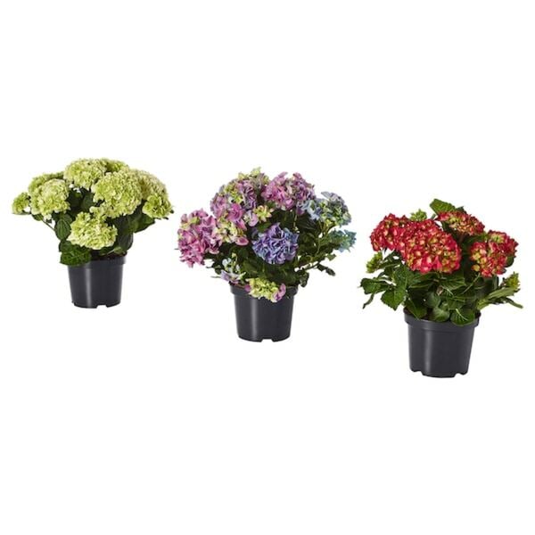 Bild 1 von HYDRANGEA  Pflanze, Hortensie/versch. Farben 19 cm