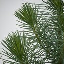Bild 2 von PINUS PINEA  Pflanze, Kiefer 17 cm