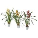 Bild 2 von CYMBIDIUM  Pflanze, Orchidee versch. Farben 12 cm