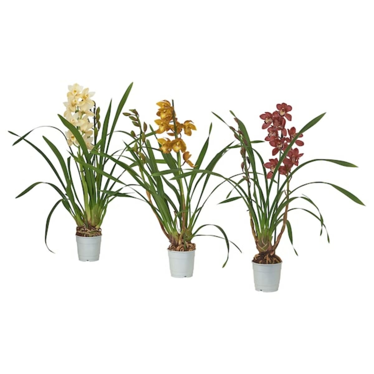 Bild 2 von CYMBIDIUM  Pflanze, Orchidee versch. Farben 12 cm