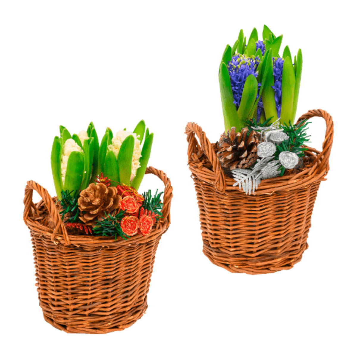 Bild 1 von GARDENLINE Hyazinthen im Korb