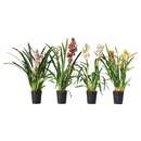 Bild 1 von CYMBIDIUM  Pflanze, Orchidee versch. Farben 12 cm