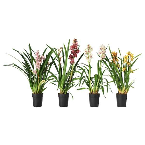 Bild 1 von CYMBIDIUM  Pflanze, Orchidee versch. Farben 12 cm