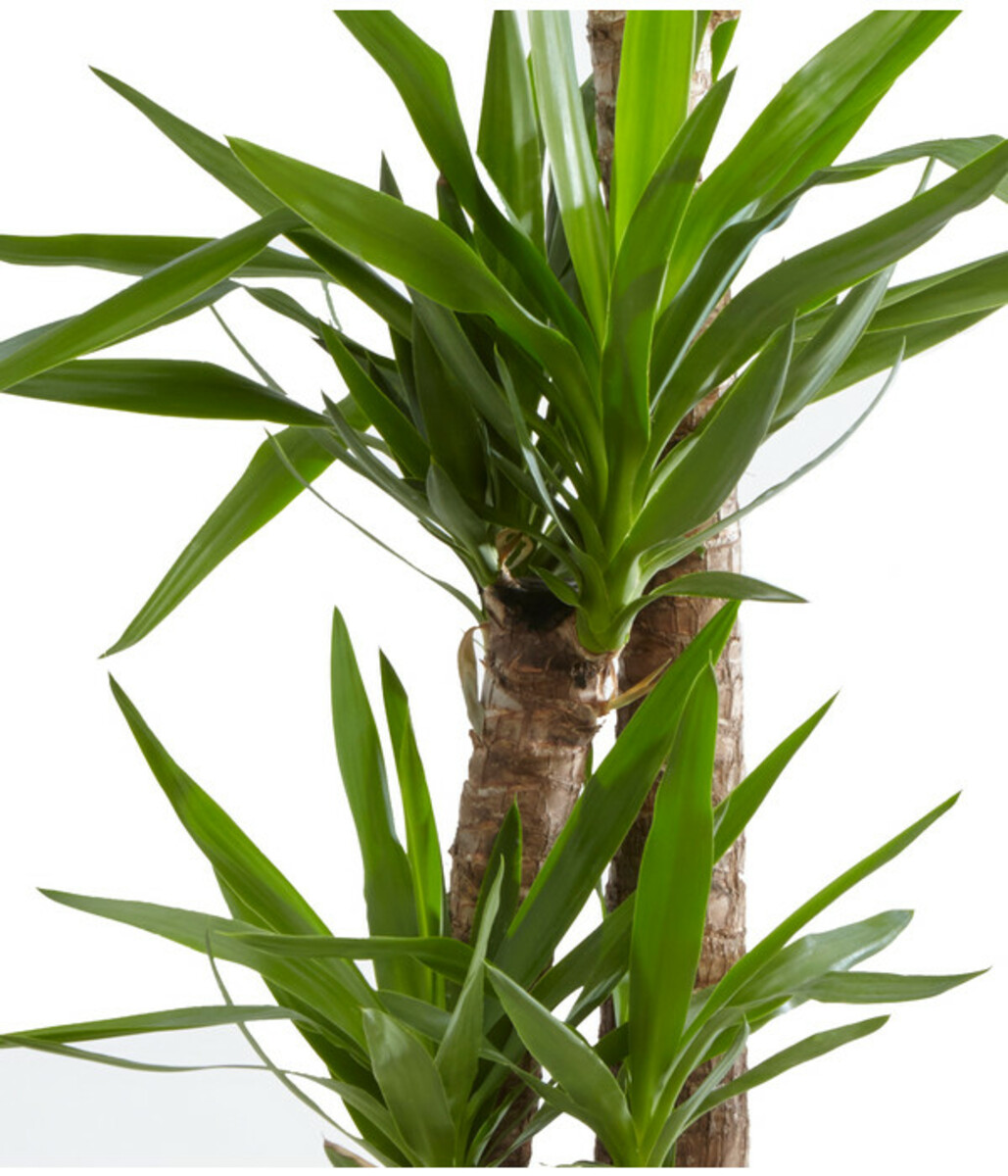 Bild 4 von Yucca-Palme - Yucca elephantipes, 3er-Tuff