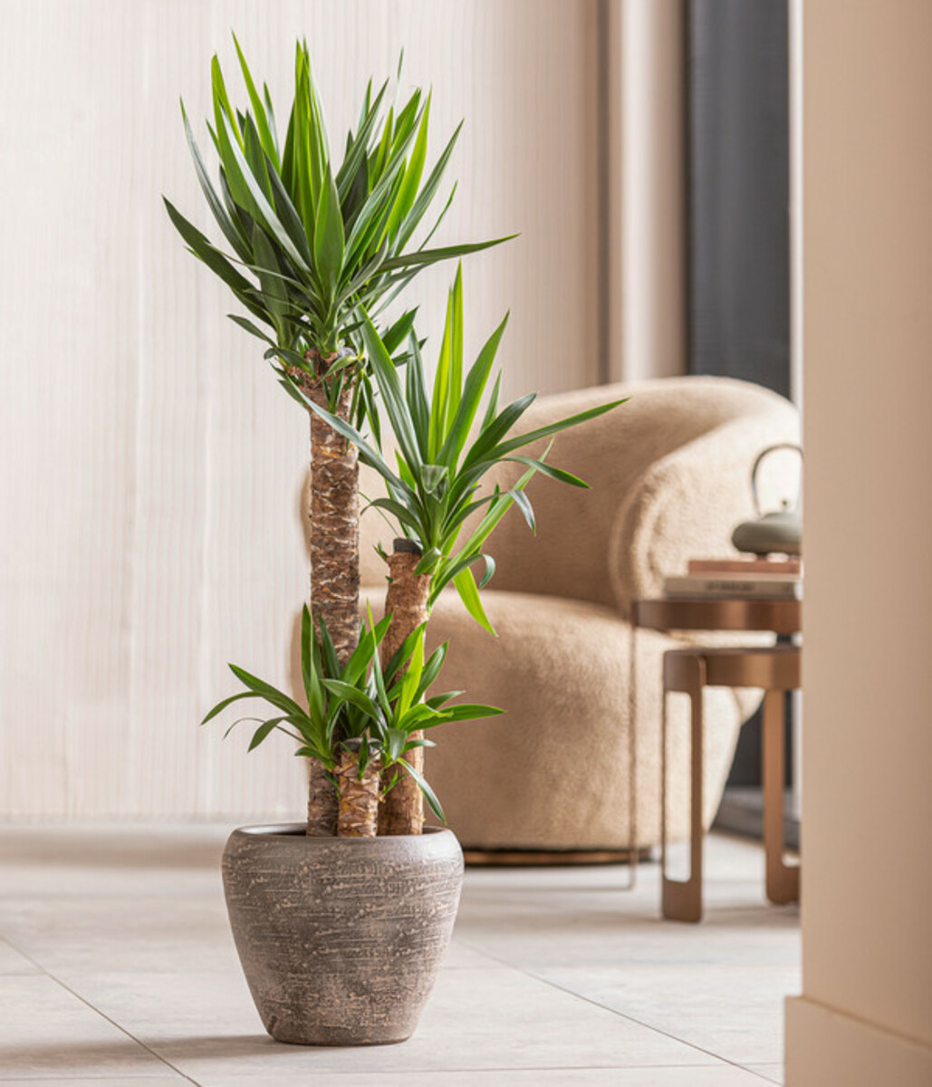 Bild 2 von Yucca-Palme - Yucca elephantipes, 3er-Tuff