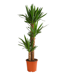 Yucca-Palme - Yucca elephantipes, 3er-Tuff