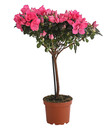 Bild 3 von Zimmerazalee - Rhododendron simsii, Stämmchen, verschiedene Farben