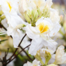 Bild 1 von Rhododendron 'Schneegold'