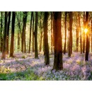 Bild 1 von Leinwandbild Forest 84 cm x 116 cm