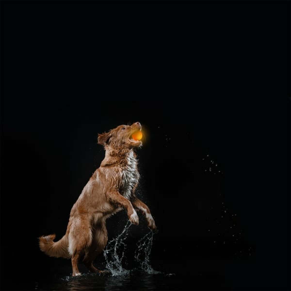 Bild 3 von ZooRoyal LED Leuchtball USB orange