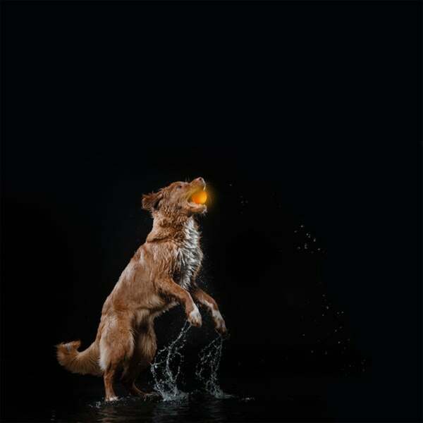 Bild 3 von ZooRoyal LED Leuchtball USB orange