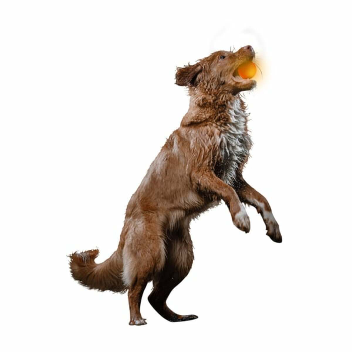 Bild 2 von ZooRoyal LED Leuchtball USB orange