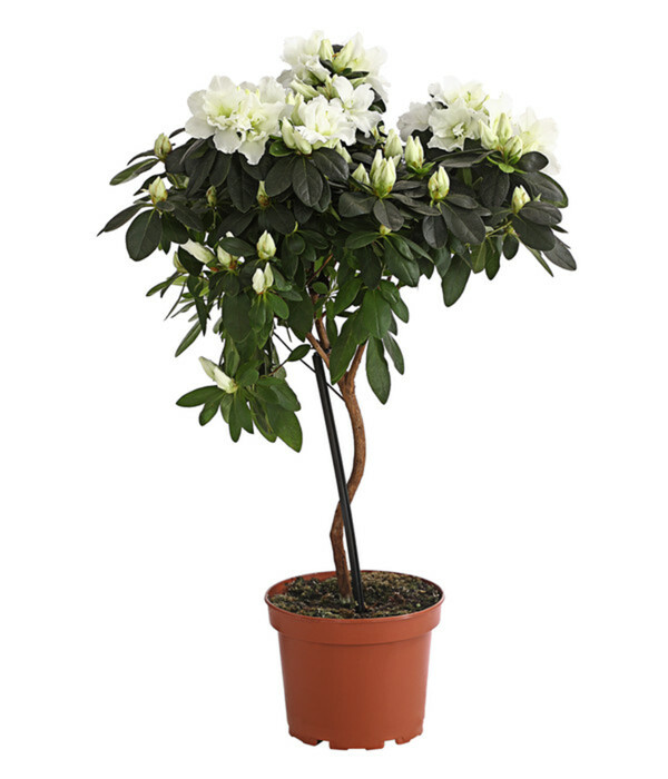 Zimmerazalee Rhododendron simsii, Stämmchen, verschiedene Farben im