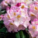 Bild 1 von Rhododendron 'Brigitte'