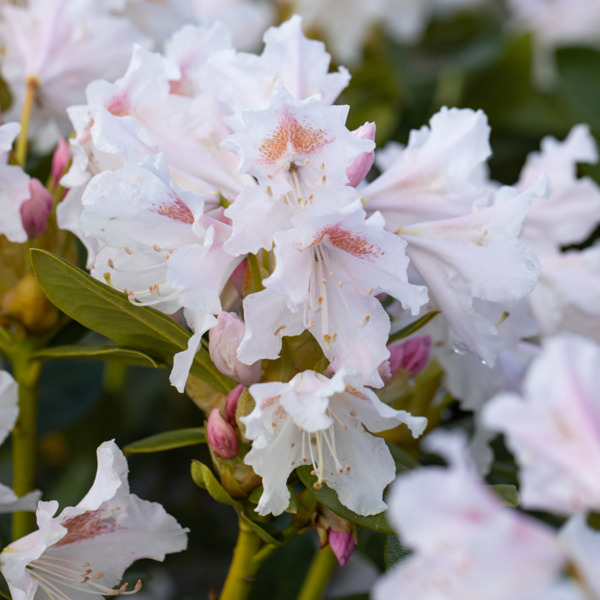 Bild 1 von Rhododendron 'Cunninghams White'