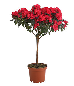 Zimmerazalee - Rhododendron simsii, Stämmchen, verschiedene Farben