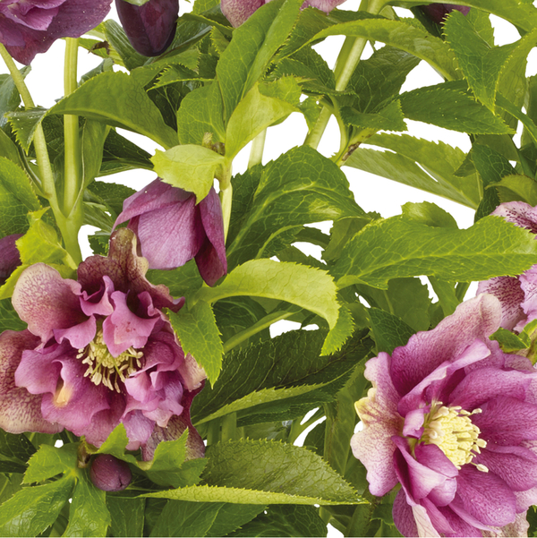 Lenzrose 'Double Ellen' ansehen!
