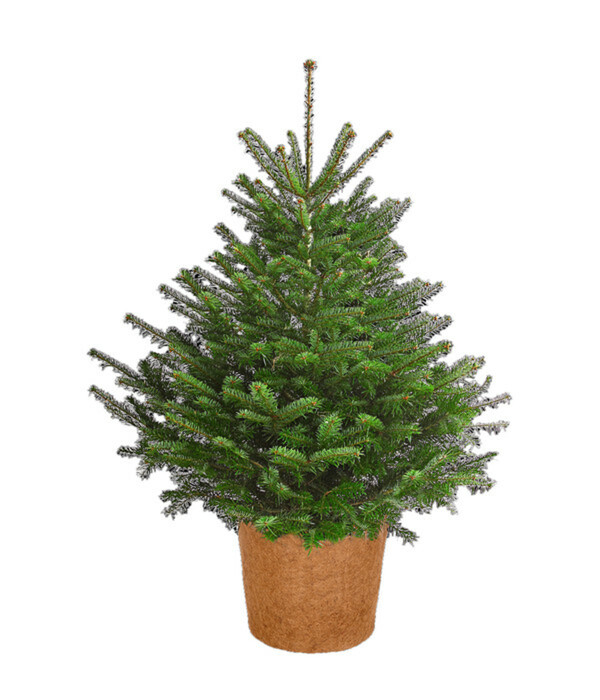 Bild 2 von Dehner Winterschutz Kokos-Topf, rund, braun