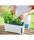 Bild 3 von Gusta Garden Kräutertopf Harry Herbs mit Anzuchthaube, ca. B36/H25/T15 cm