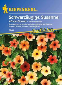 Thunbergia alata Schwarzäugige Susanne African Sunset gelb rot