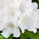 Bild 1 von Rhododendron 'Schneekrone'