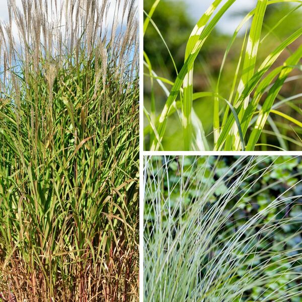 Pflegeleichte ZiergrasKollektion, 6 Pflanzen von Mein schöner Garten