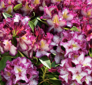 Rhododendron 'Happydendron® Pushy Purple®'