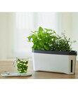 Bild 4 von Gusta Garden Kräutertopf Harry Herbs mit Anzuchthaube, ca. B36/H25/T15 cm