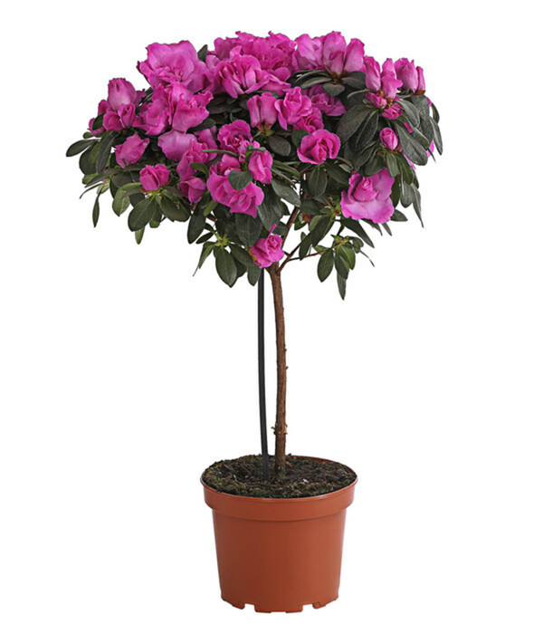 Zimmerazalee Rhododendron simsii, Stämmchen, verschiedene Farben im