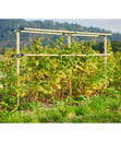 Bild 3 von Gusta Garden Beeren-Rankhilfe Berry Buddy Erweiterung, ca. B119/H139/T35 cm