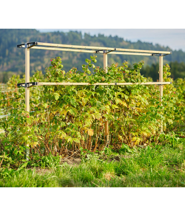 Bild 3 von Gusta Garden Beeren-Rankhilfe Berry Buddy Erweiterung, ca. B119/H139/T35 cm
