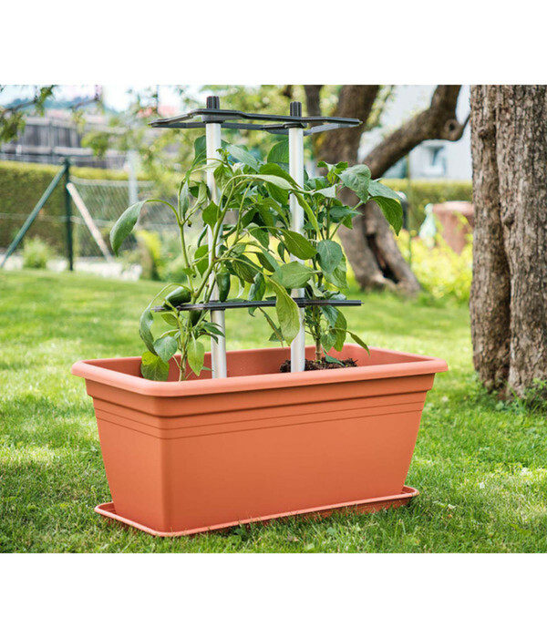 Bild 3 von Gusta Garden Paprika-Rankhilfe Chili Buddy, ca. B34/H64/T19 cm