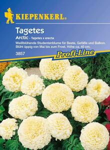 Tagetes erecta Arctic weiss