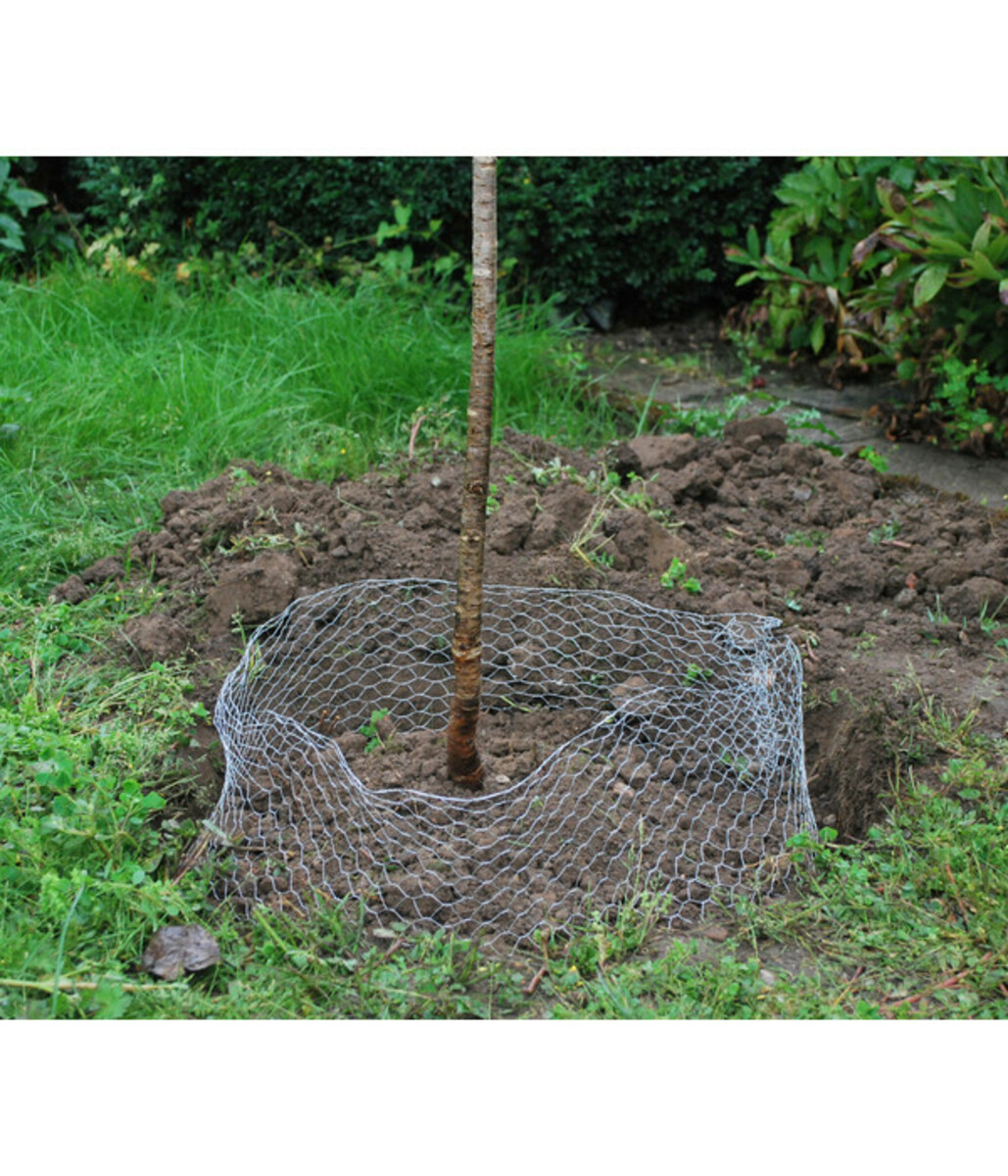 Bild 4 von Wühlmauskorb