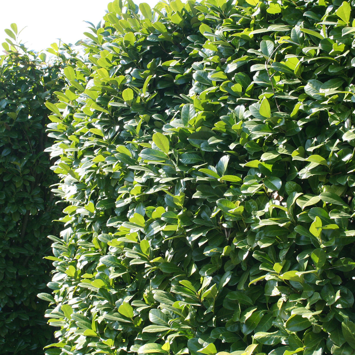 Kirschlorbeer 'Novita', 8erSet, ca. 2 m Hecke ansehen!